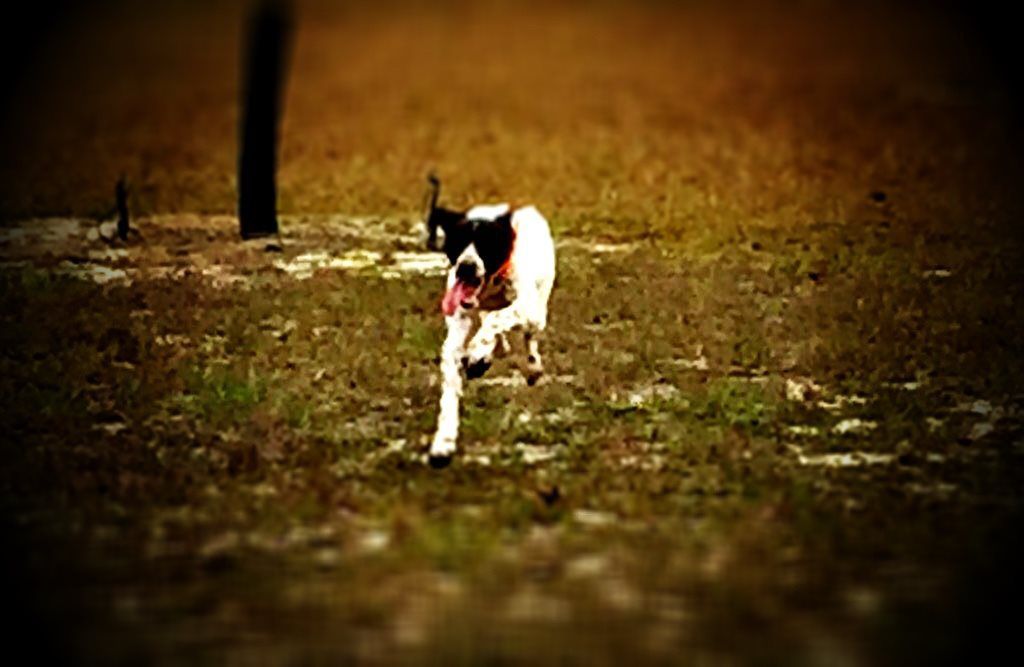 Breeze Altamaha Canine Consulting