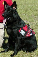 Black Dog Sitting
