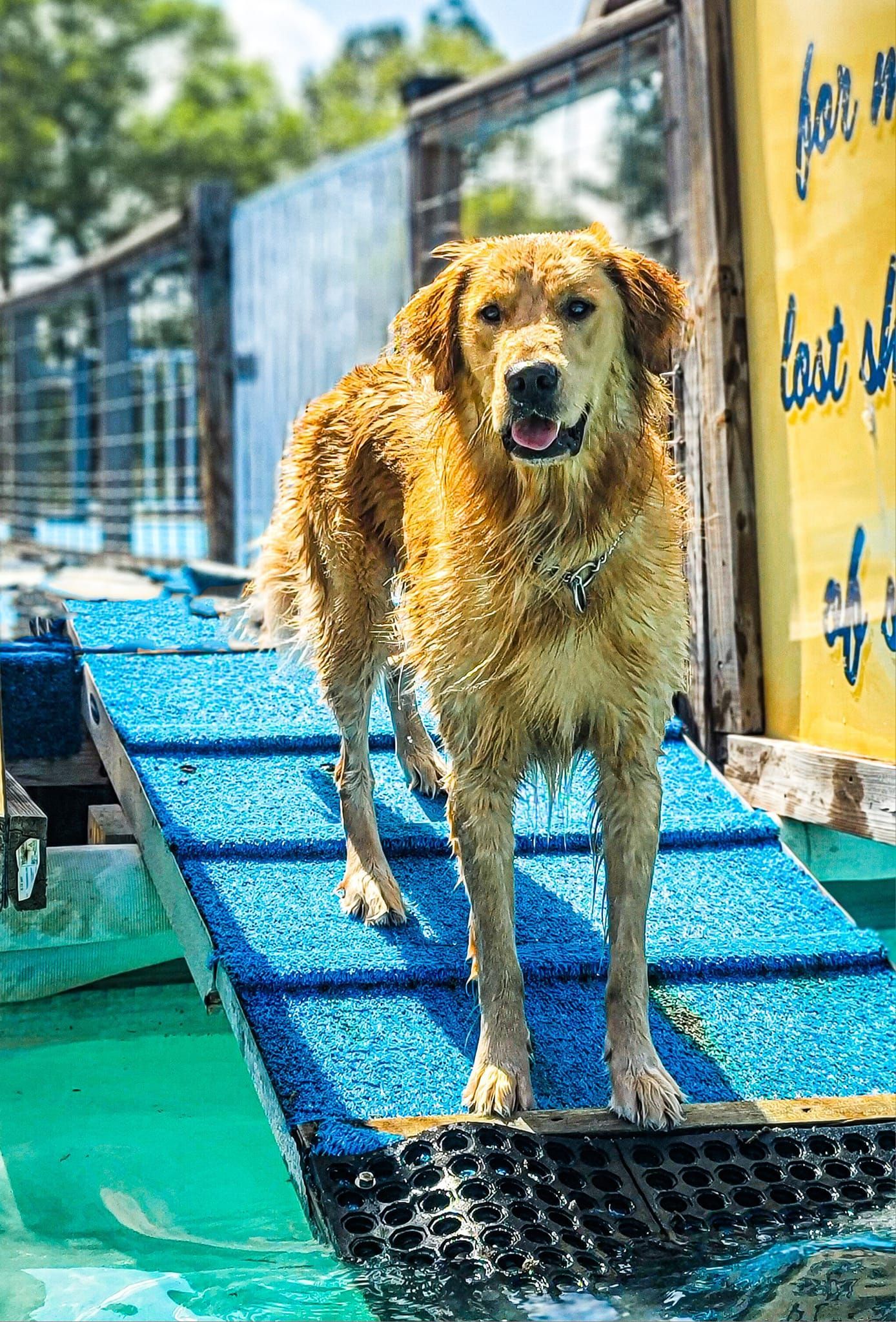 Wet Golden Retriever