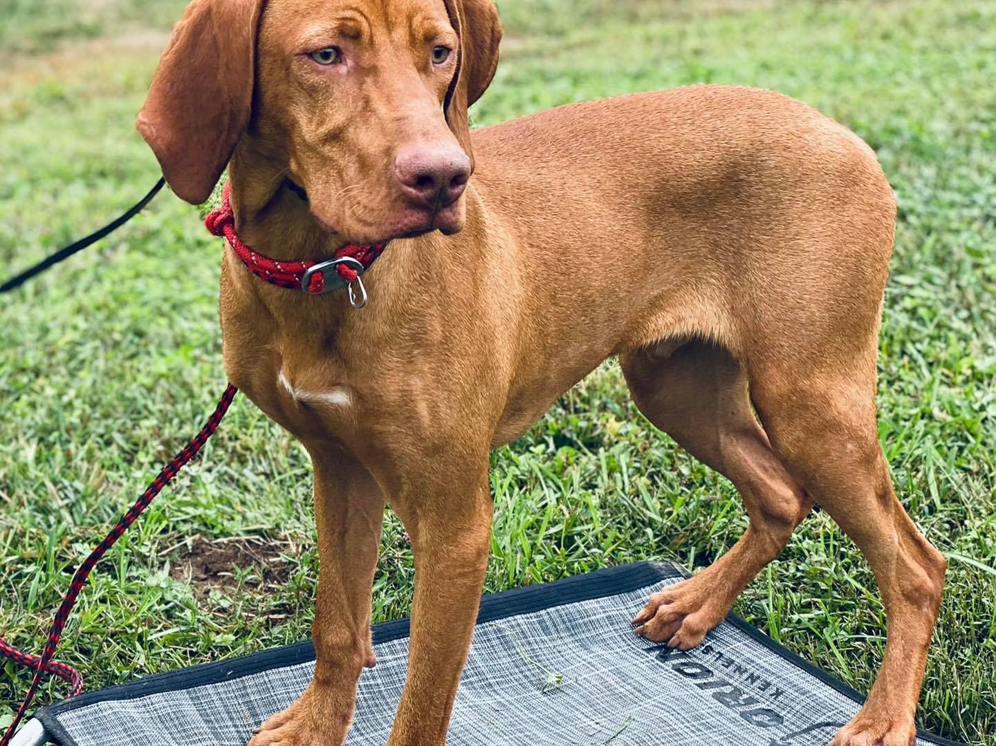 Vizsla Dog