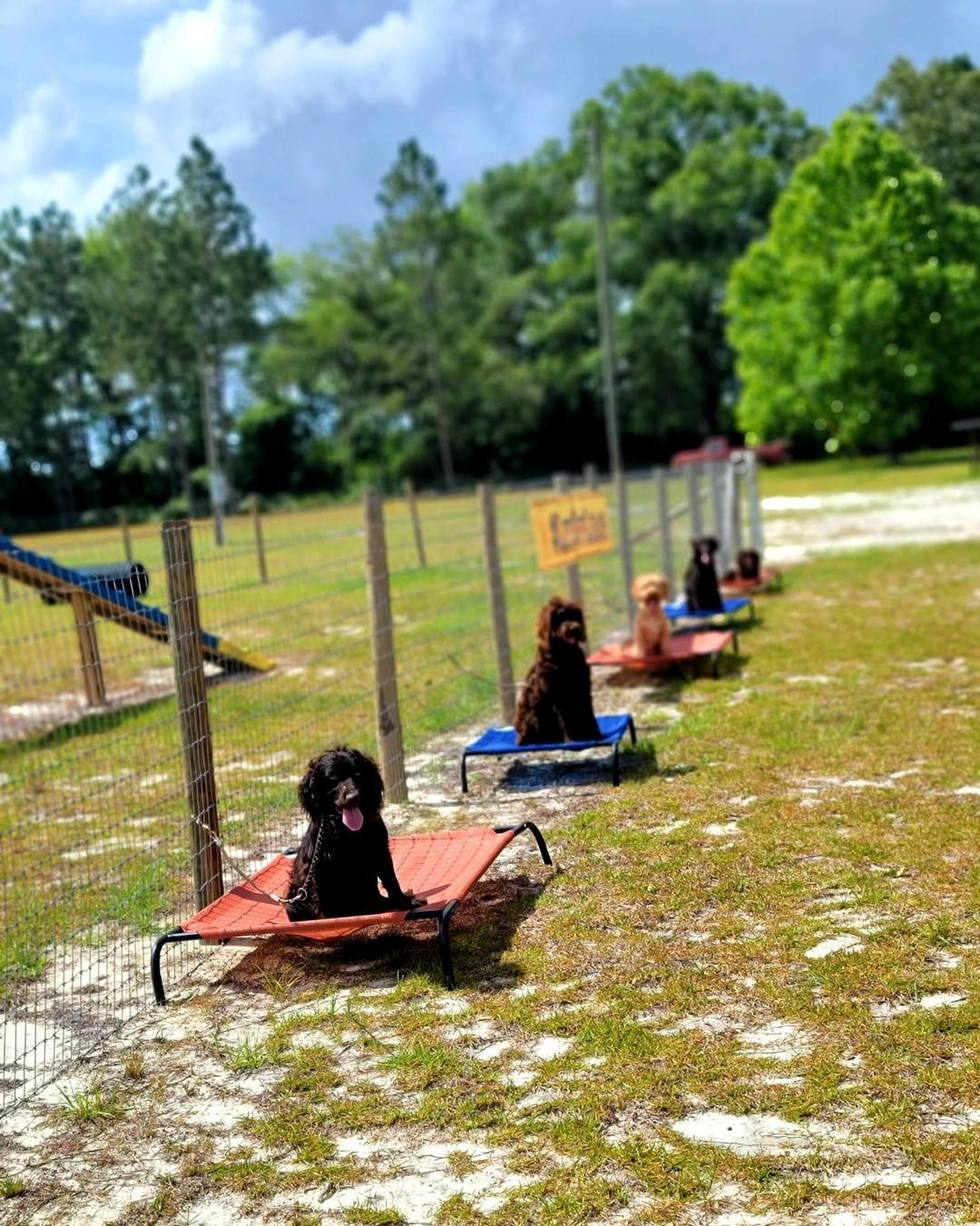 Dogs Sitting