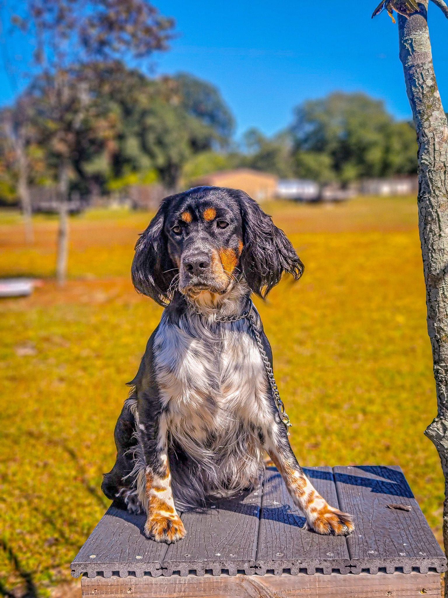 a black and white dog is sitting on a wooden platform in a field