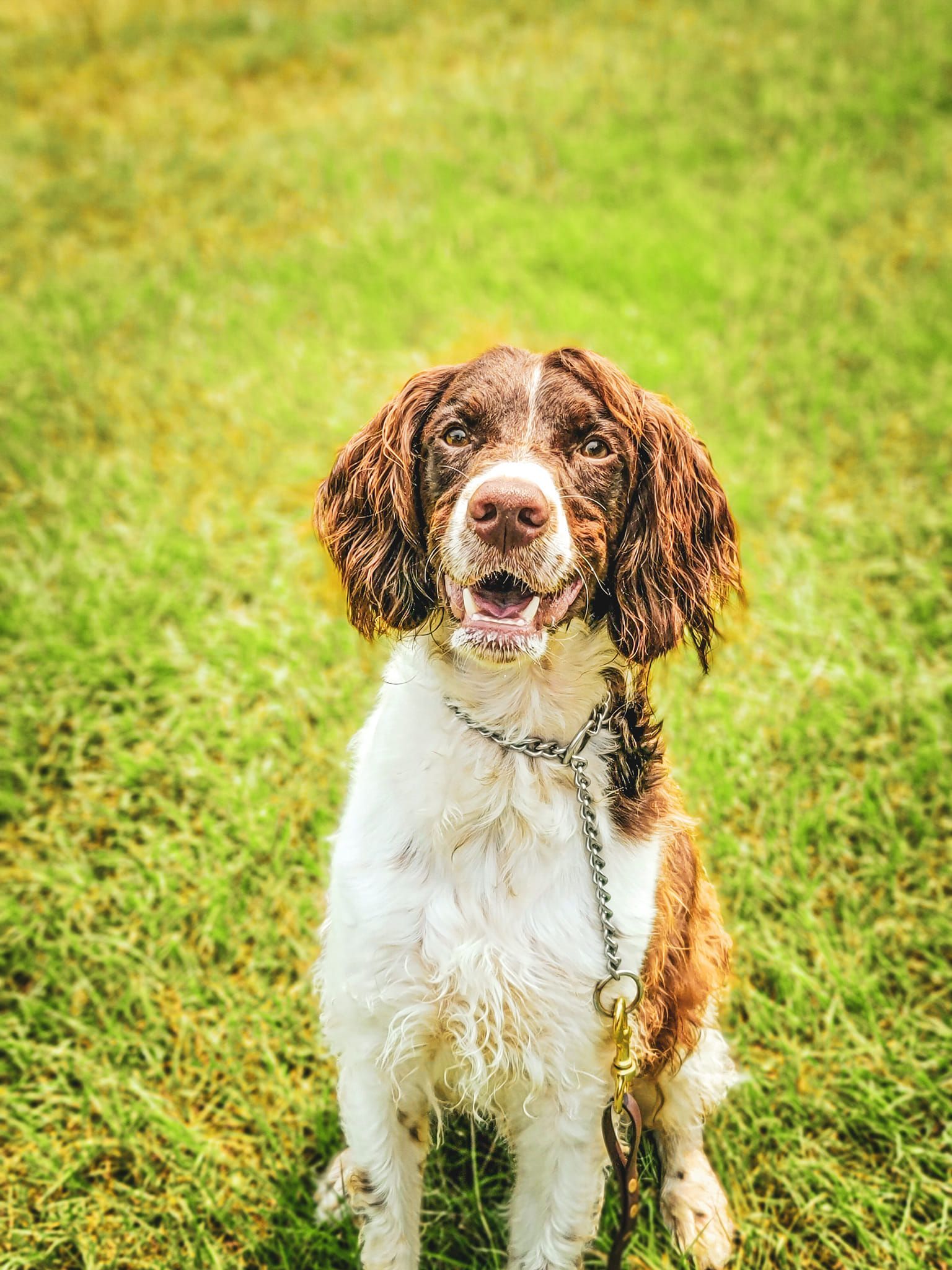 a brown and white dog is sitting in the grass on a leash