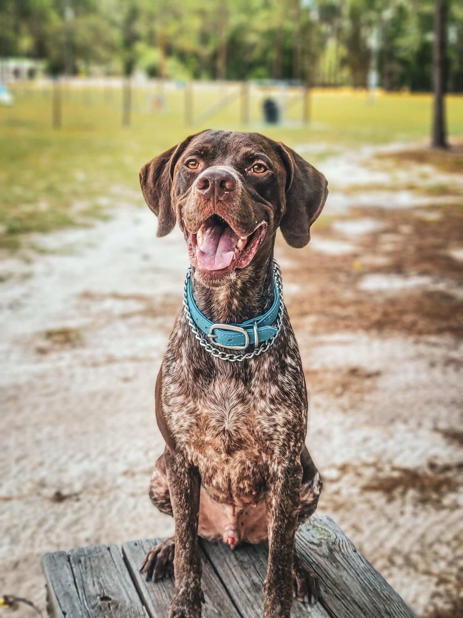 a brown dog wearing a blue collar is sitting on a wooden bench