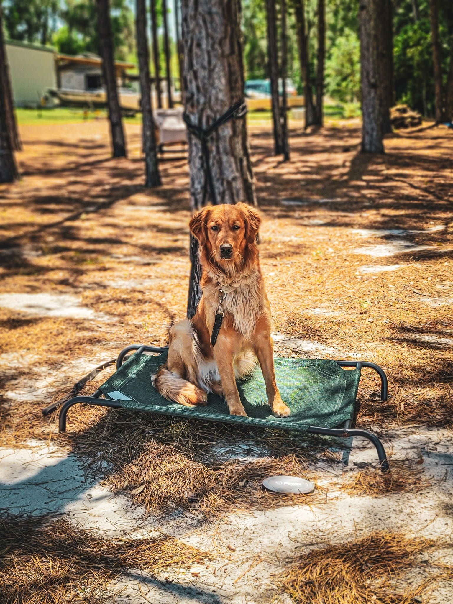 Sitting Golden Retriever