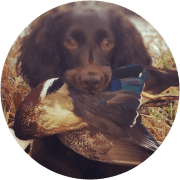 Piper