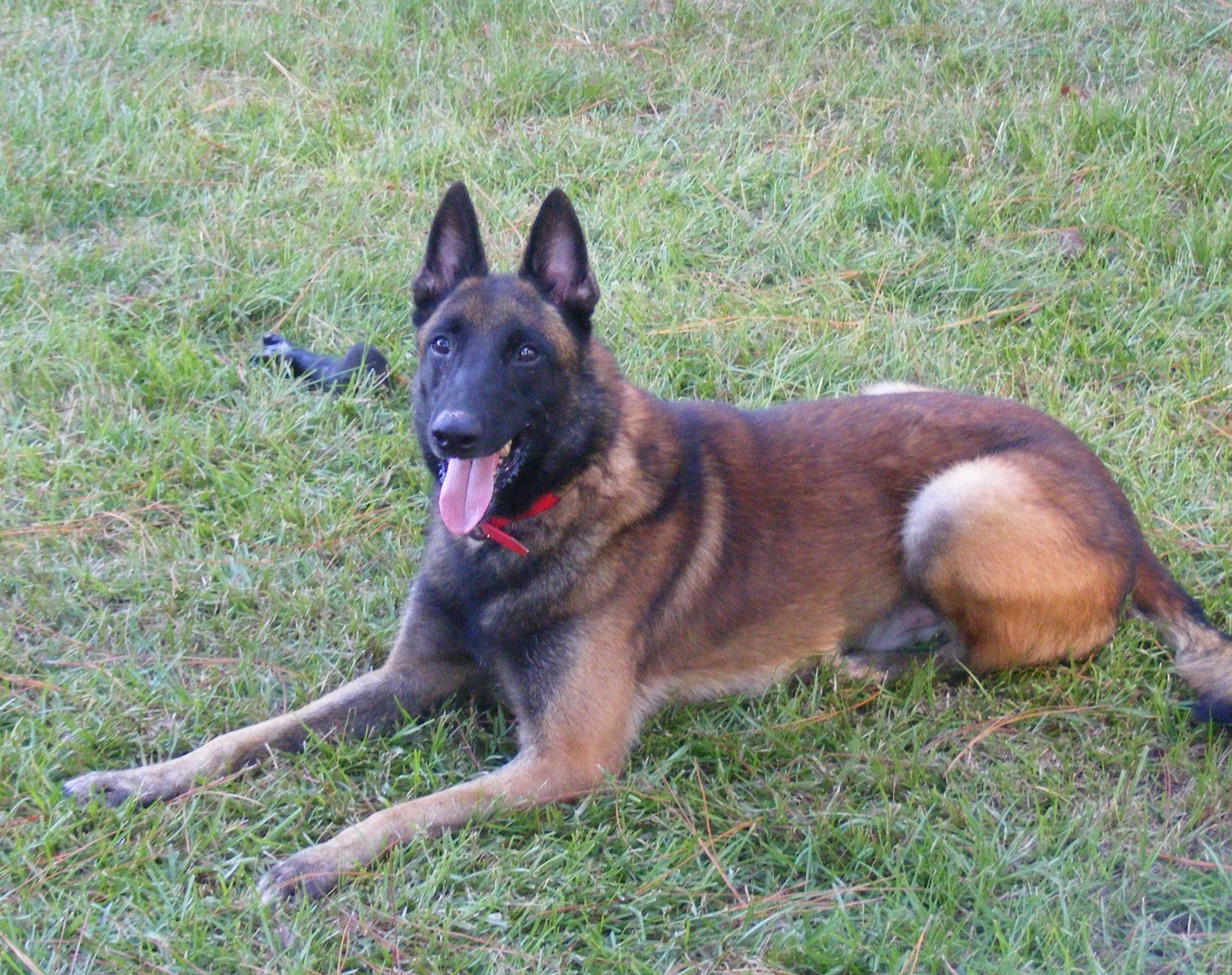 Dog Training