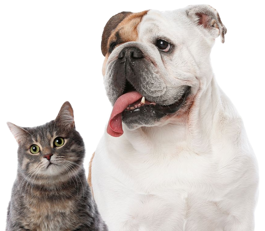 Gray cat and white bulldog side by side, both looking at the camera with the dog's tongue out.