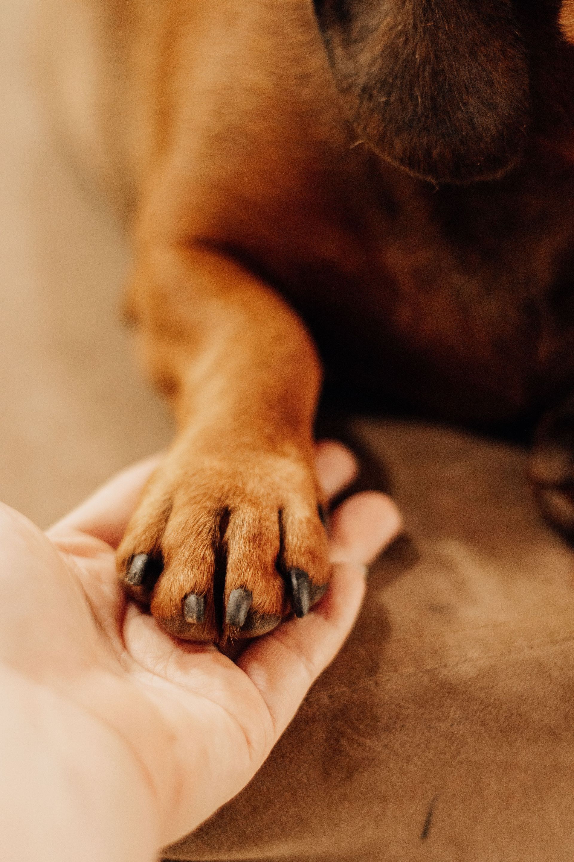 Dog’s paw resting in a person’s hand on a warm-toned bed