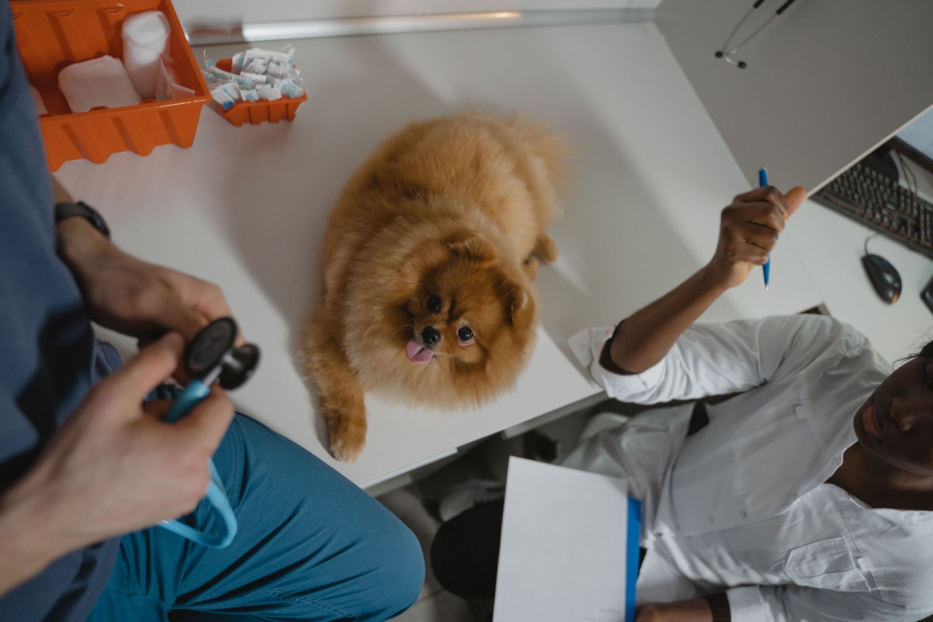 Fluffy tan dog looking up between two people in a bright indoor room, one holding a leash or toy