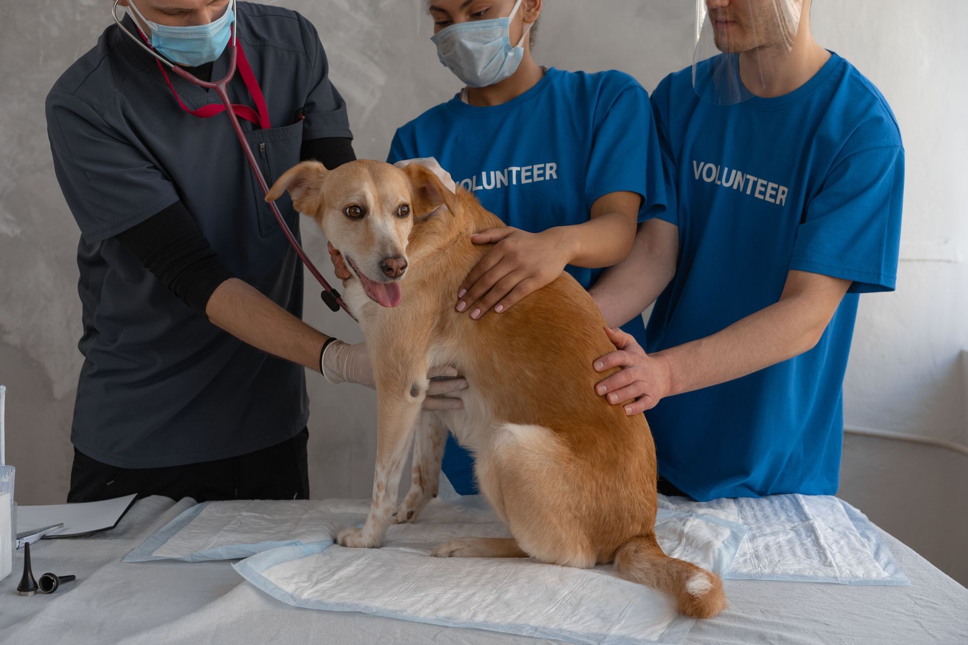 Dog on exam table being examined by three masked volunteers in blue shirts
