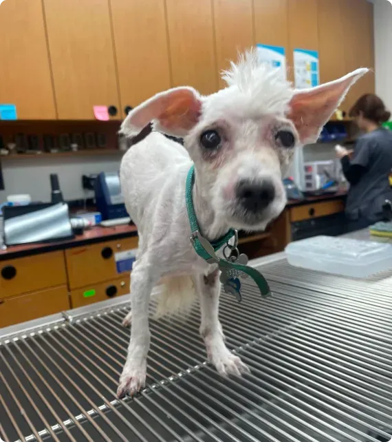 Small white dog on a metal exam table in a veterinary clinic, with large ears and a green collar.