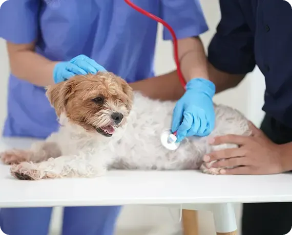 Veterinarian in blue scrubs examines a small white-and-brown dog on a clinic table