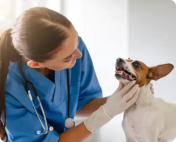 Veterinarian in blue scrubs examining a small dog with a stethoscope