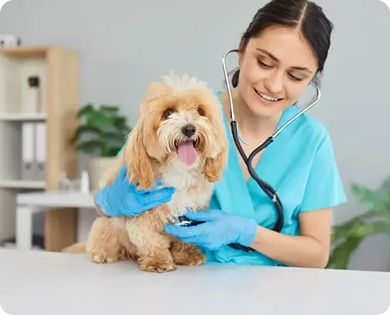 Veterinarian in blue scrubs examining a small tan dog with a stethoscope in a clinic