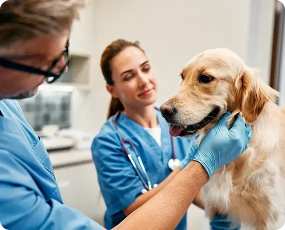 Veterinarians in blue scrubs gently examine a golden retriever in a clinic