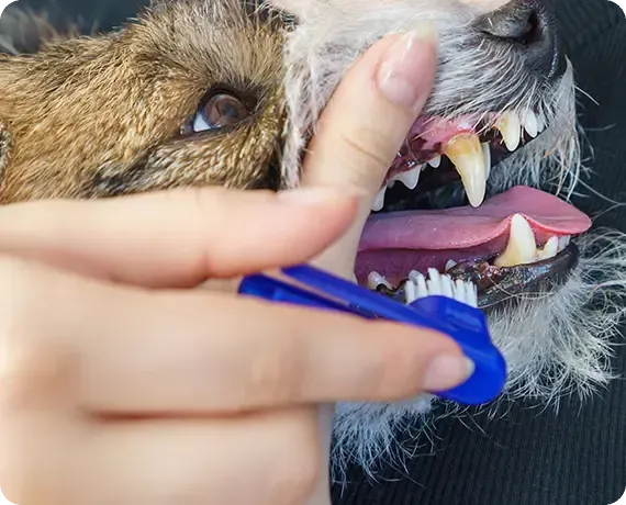 Close-up of a dog’s mouth being brushed with a blue toothbrush, showing teeth and tongue