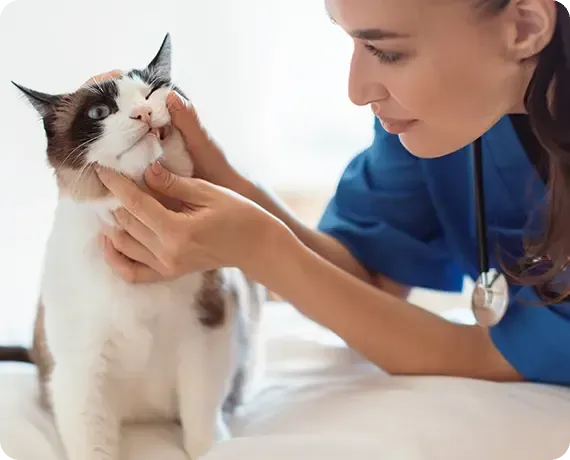 Veterinarian gently examining a white and black cat on a table