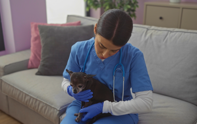 Veterinarian in blue scrubs gently holding a small black kitten on a couch