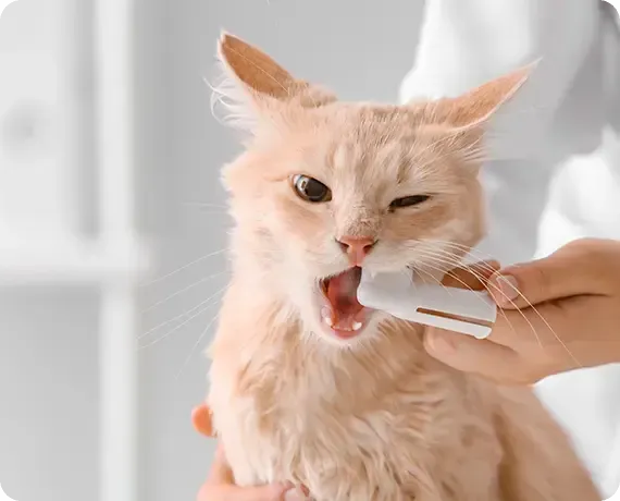 Fluffy cream cat being brushed or fed by hand, mouth open, in a bright indoor setting