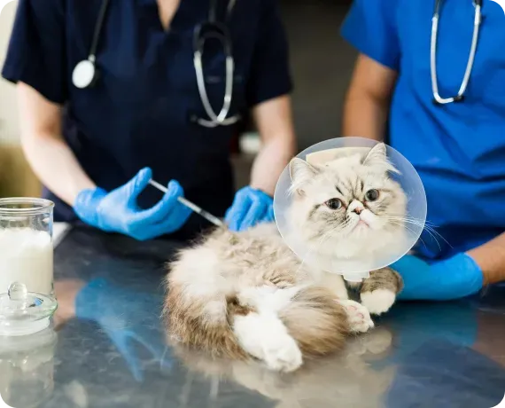 Veterinarians tending to a fluffy cat wearing an Elizabethan cone on an exam table