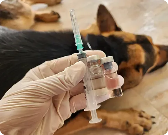Gloved hand holding a syringe beside a dog lying on a beige surface