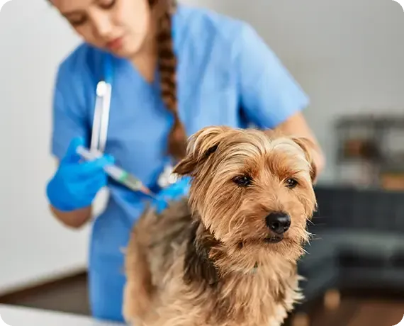 Small brown dog getting a grooming treatment from a person in blue scrubs