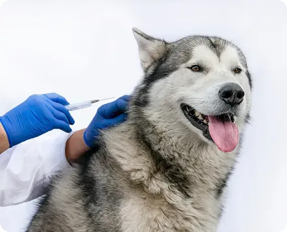 Vet in blue gloves giving a husky a vaccination shot
