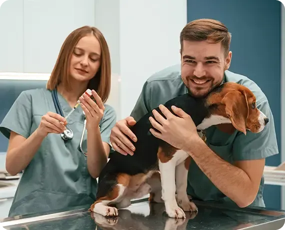 Two veterinarians in scrubs examine a beagle on a clinic table