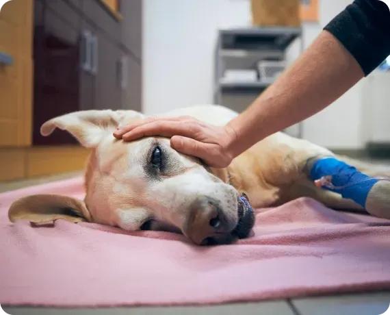 Dog lying on a pink mat while a person gently pets its head in a clinic setting