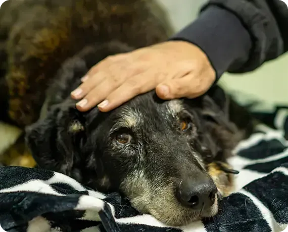 Black dog resting under a hand, lying on a patterned blanket with a calm expression
