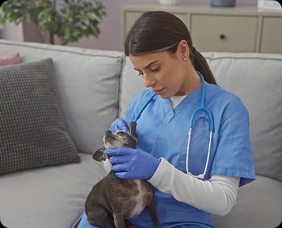Veterinarian in blue scrubs examining a gray cat on a couch