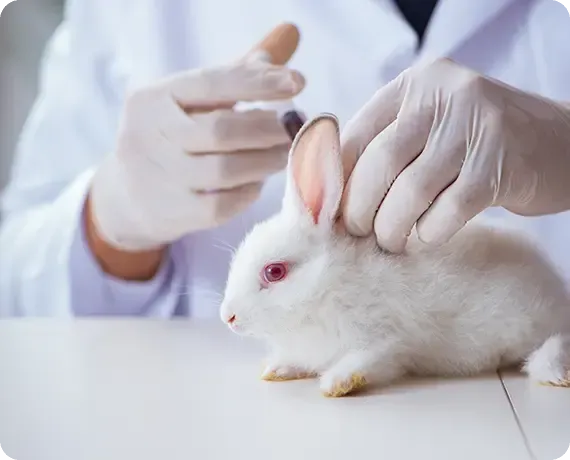 White rabbit being gently examined by gloved hands on a table in a bright lab