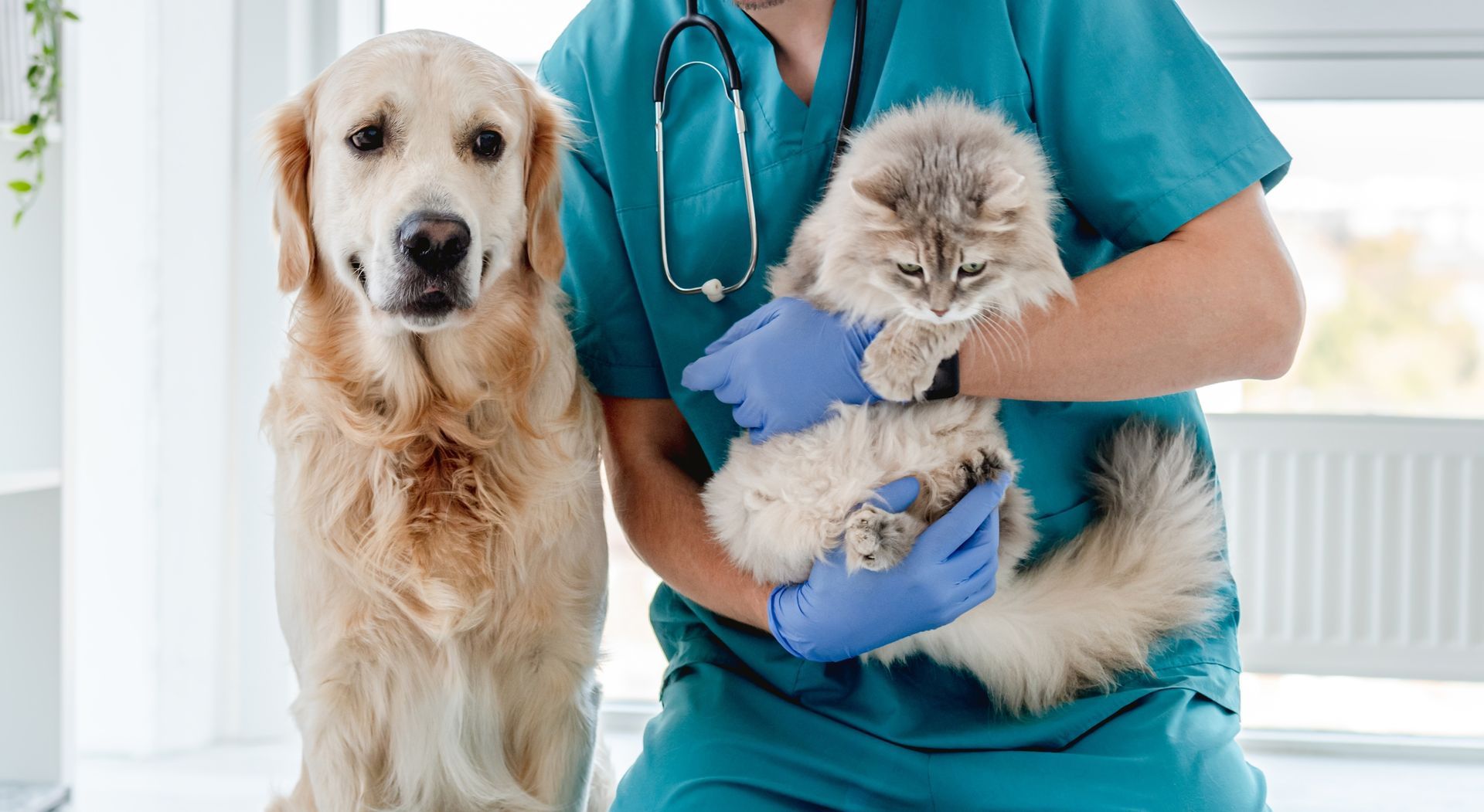 Veterinarian in teal scrubs holding a fluffy cat beside a golden retriever in a clinic