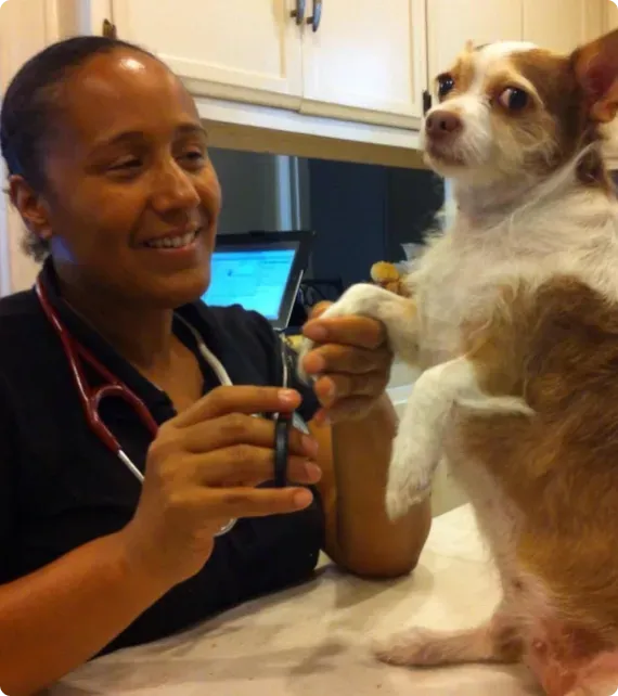 Veterinarian smiling at a small dog held on an exam table in a clinic