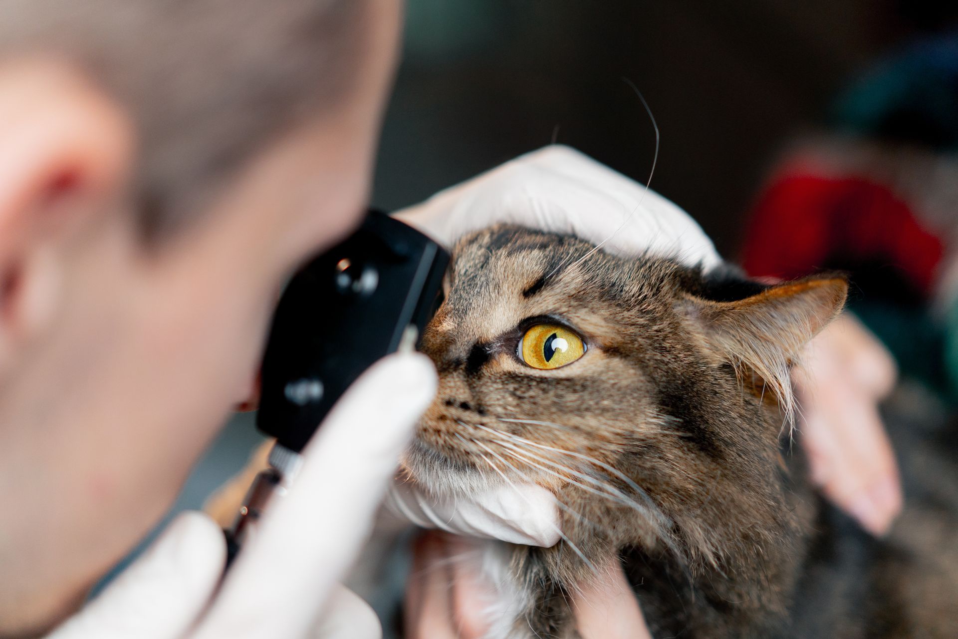 Veterinarian examining a cat’s eye with an ophthalmoscope, close-up.