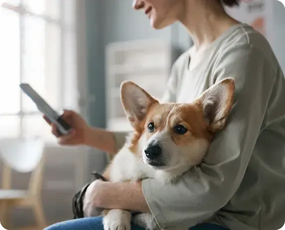 Person holding a corgi on a couch while using a smartphone near a window