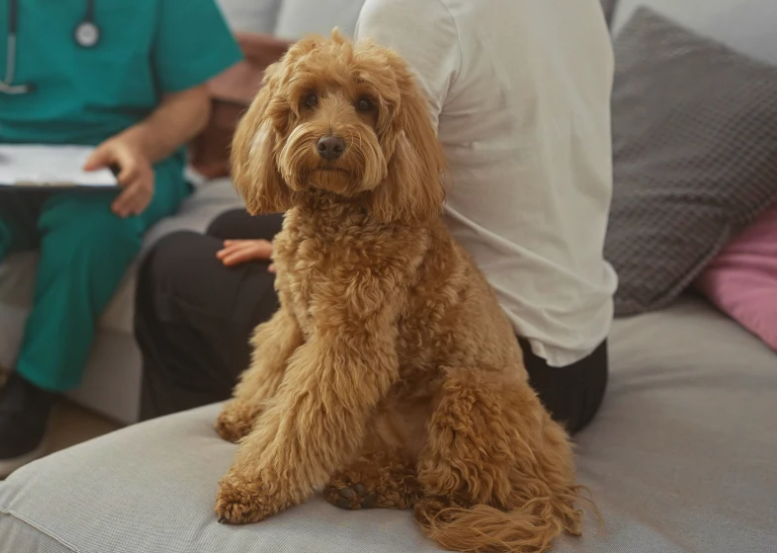 Small brown curly-haired dog sitting on a couch in a living room with people in the background
