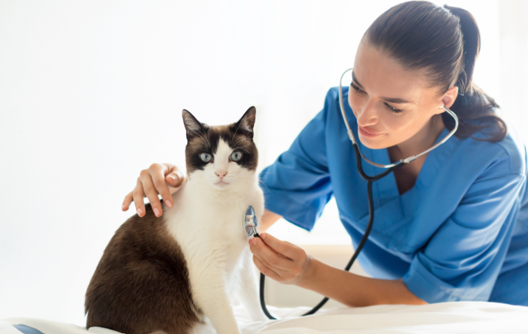 Veterinarian in blue scrubs examining a cat with a stethoscope on a white exam table