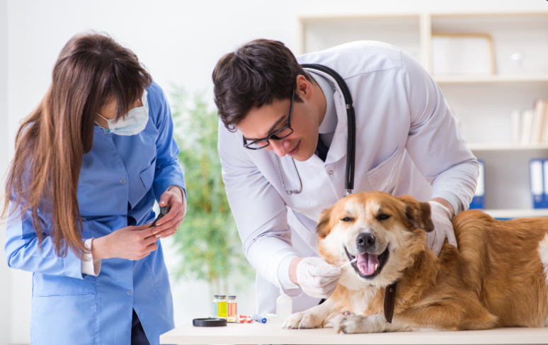 Veterinarian examining a golden retriever while a nurse watches in a bright clinic room