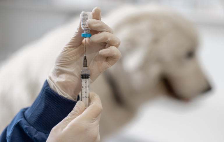 Gloved hand holding a syringe in front of a blurred dog, suggesting a veterinary injection