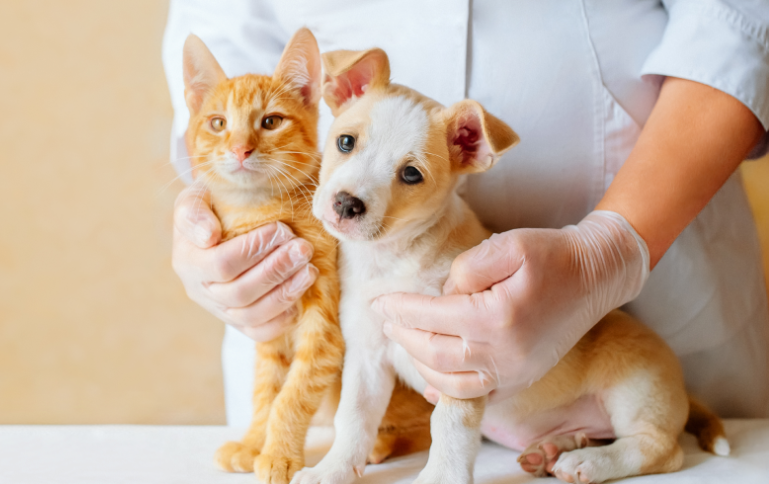 Orange kitten and white puppy being held together by gloved hands