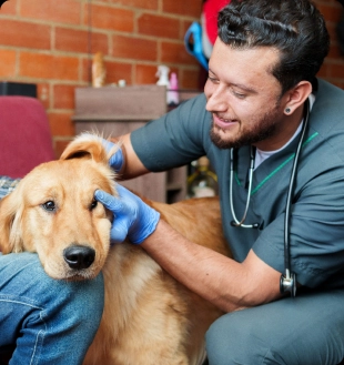 Veterinarian gently examining a golden retriever indoors