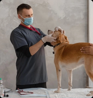 Veterinarian in scrubs examining a tan dog on an exam table while another person steadies it