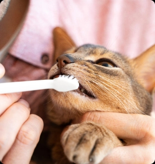 Brown cat being brushed with a toothbrush, held gently in someone’s hands