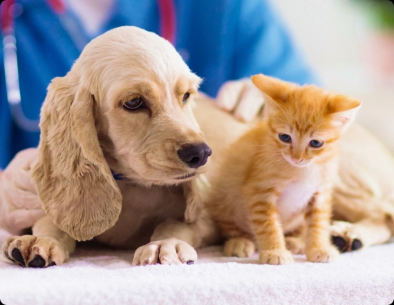 Golden puppy and orange kitten lying together on a soft white blanket, close up.