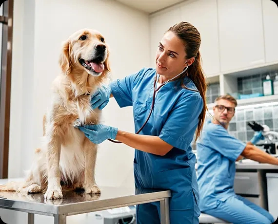 Veterinarian in blue scrubs examining a golden retriever on a clinic table while a colleague works in the background