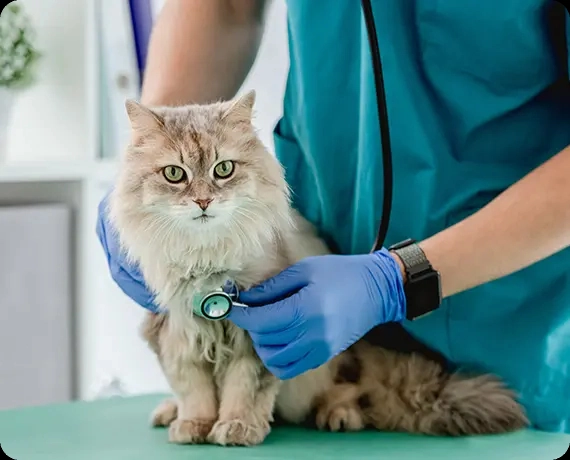 Veterinarian listening to a fluffy cat with a stethoscope on a clinic exam table