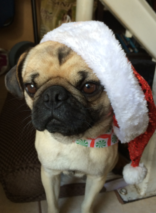 Pug wearing a Santa hat and festive collar, standing indoors with a grumpy expression
