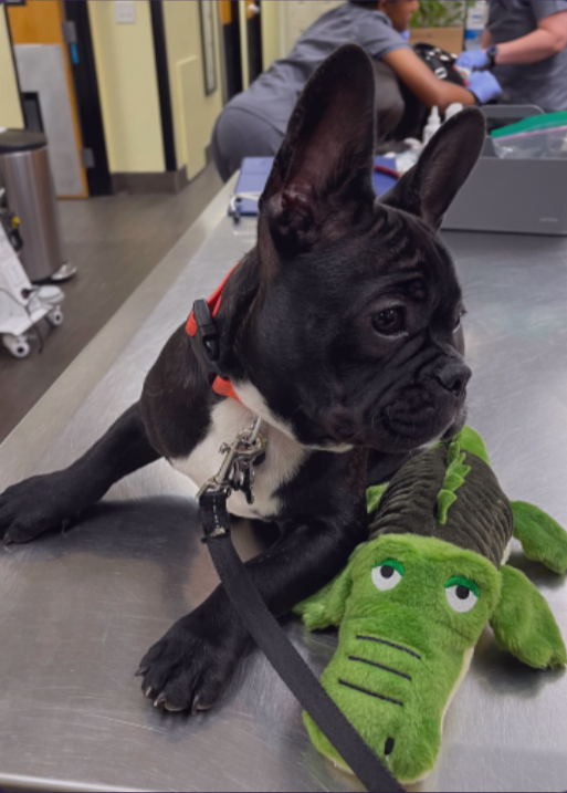 Black French bulldog on a metal table with a green plush toy in a veterinary clinic